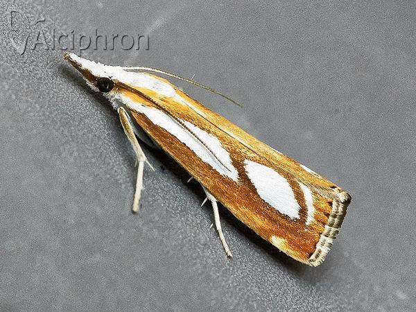 Catoptria permutatellus