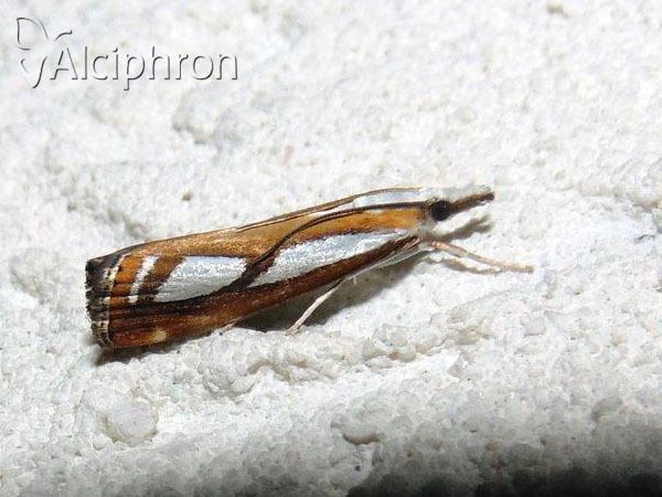 Catoptria permutatellus