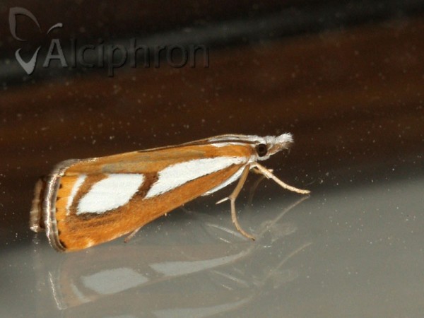 Catoptria permutatellus