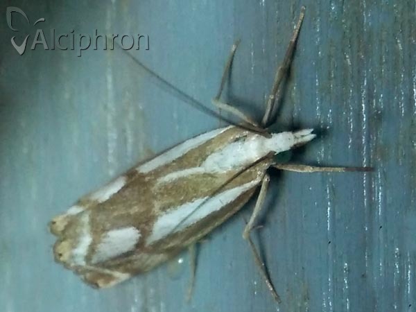 Catoptria luctiferella