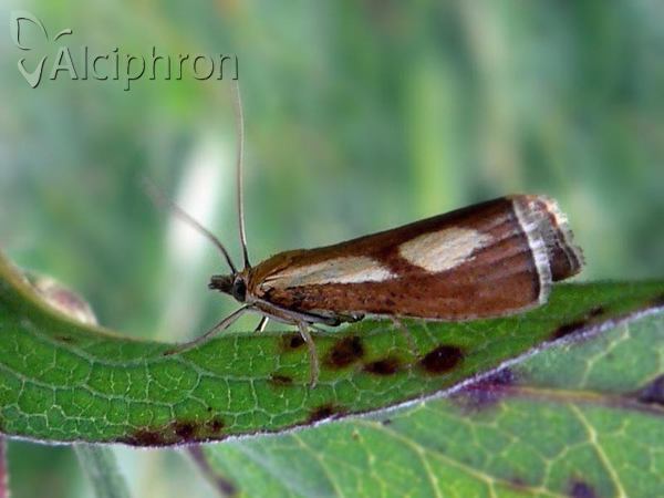 Catoptria conchella