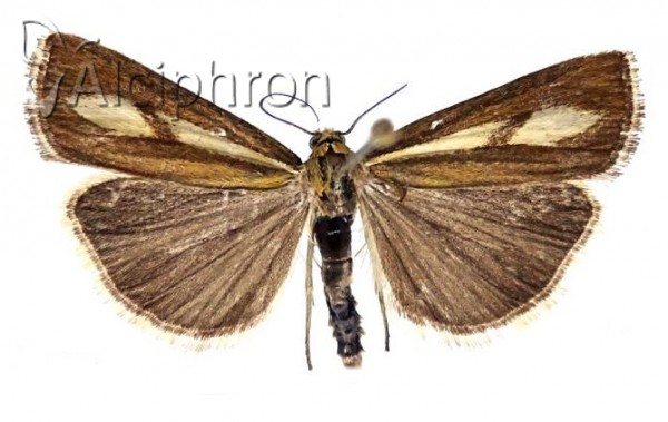 Catoptria pauperellus