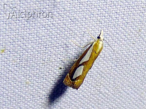 Catoptria mytilella