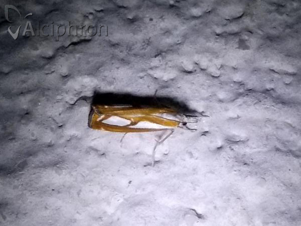 Catoptria mytilella