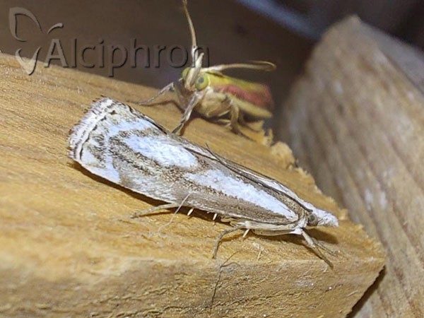 Catoptria mytilella