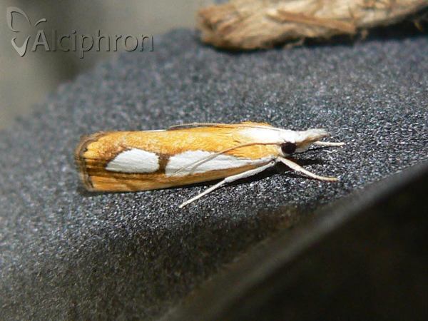 Catoptria pinella