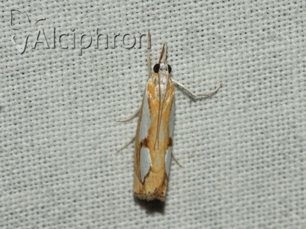Catoptria pinella