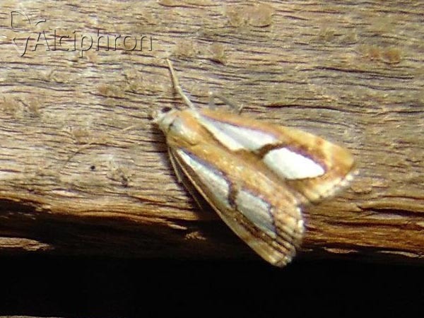 Catoptria pinella