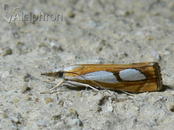 Catoptria pinella