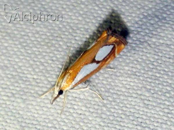 Catoptria pinella