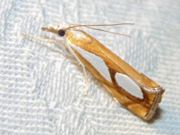 Catoptria pinella