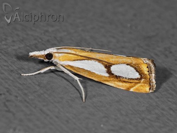 Catoptria pinella