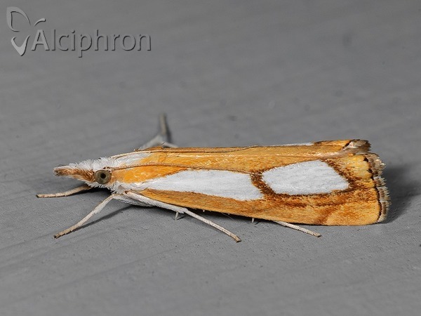 Catoptria pinella