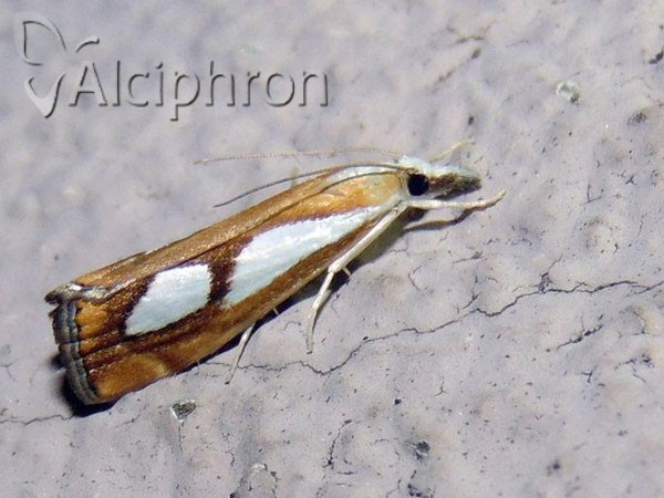 Catoptria pinella