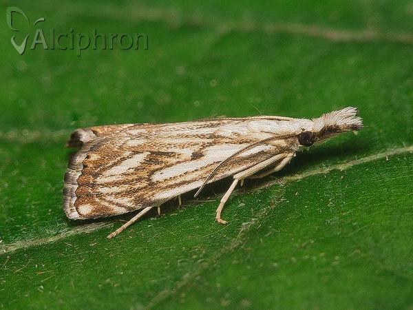 Catoptria falsella