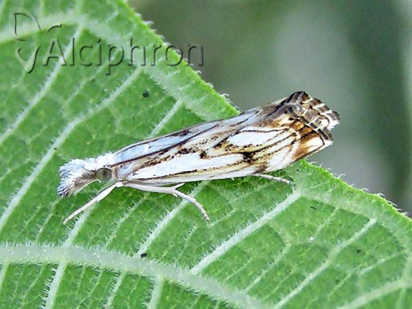 Catoptria falsella