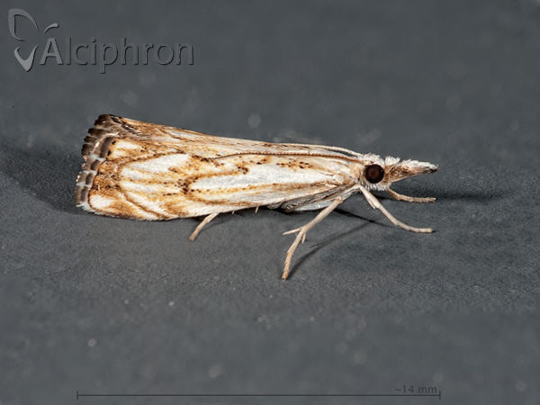Catoptria falsella