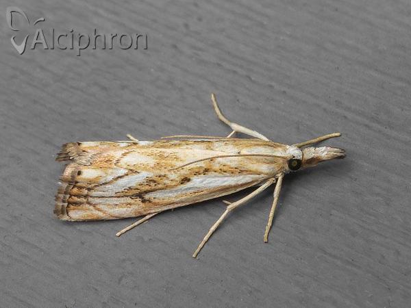 Catoptria falsella