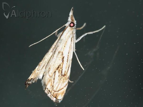 Catoptria falsella