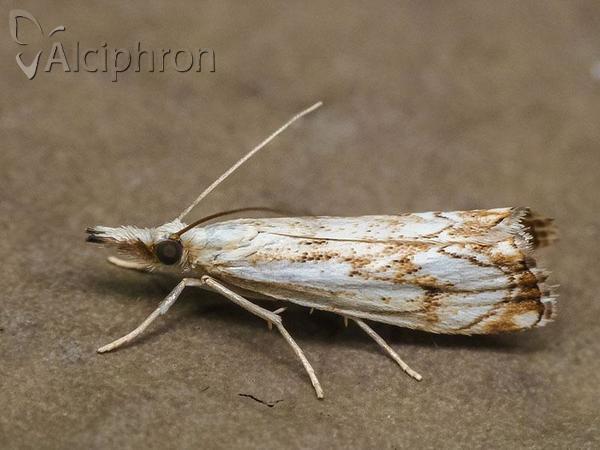 Catoptria falsella