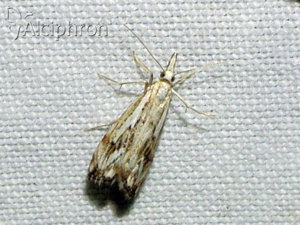 Catoptria falsella