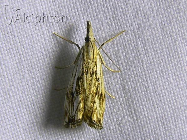 Catoptria falsella