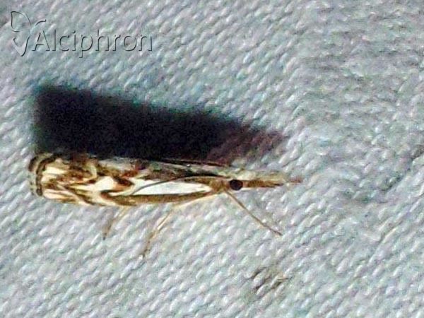 Catoptria confusellus