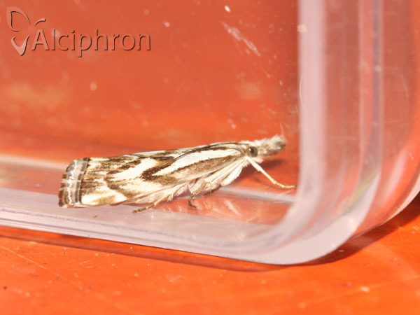 Catoptria confusellus