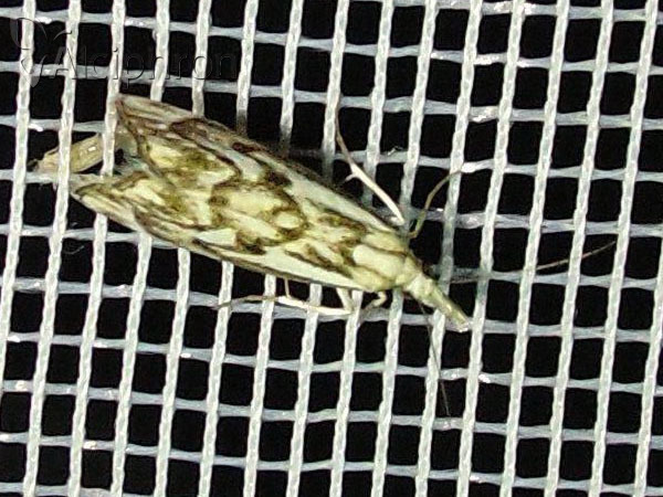 Catoptria confusellus