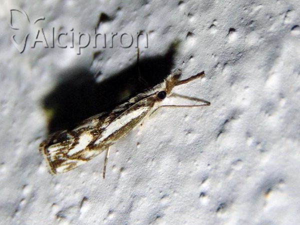 Catoptria confusellus