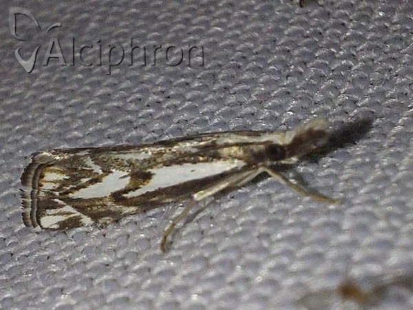 Catoptria confusellus