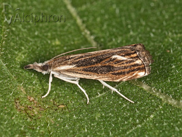 Catoptria verellus