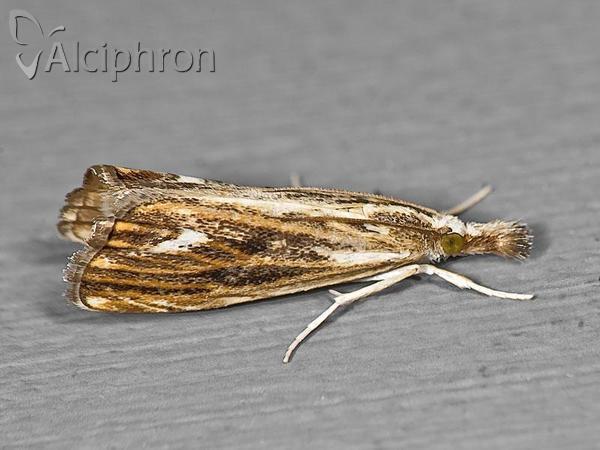 Catoptria verellus