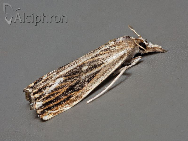 Catoptria verellus