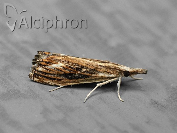 Catoptria verellus