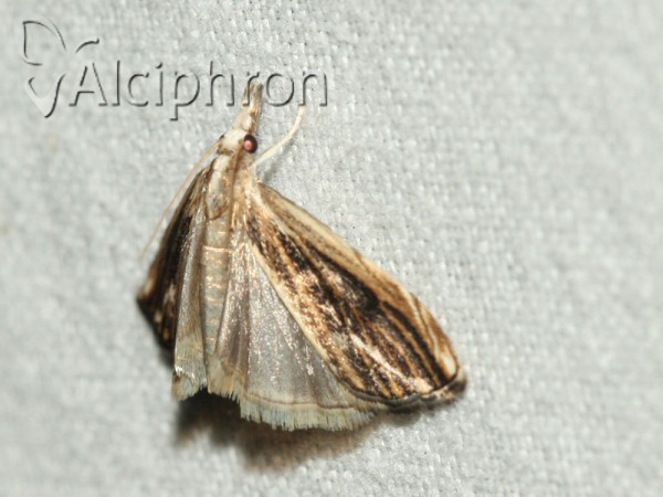 Catoptria verellus