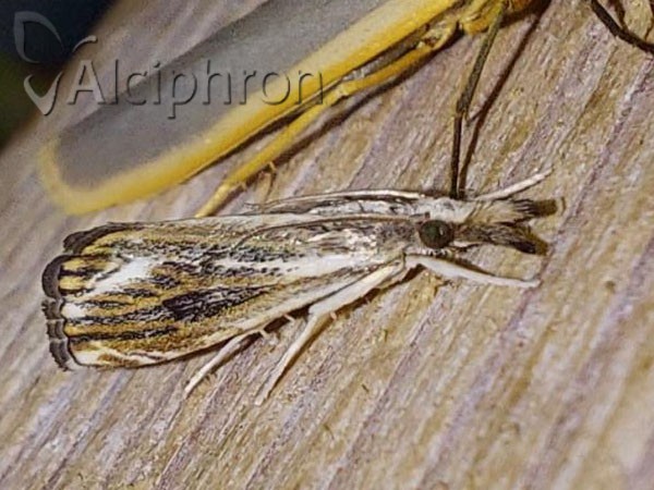 Catoptria verellus