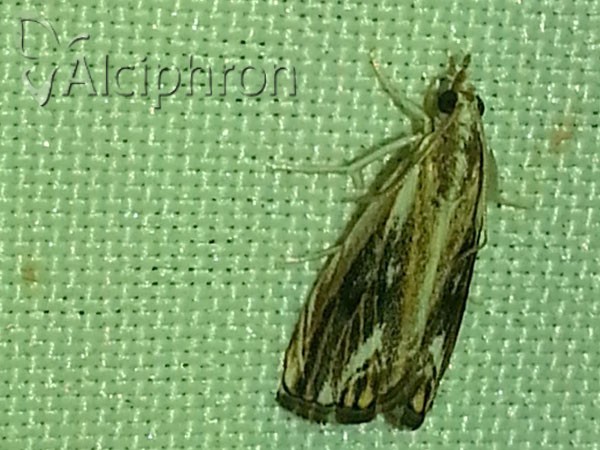 Catoptria verellus
