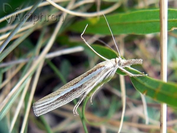 Agriphila tristella