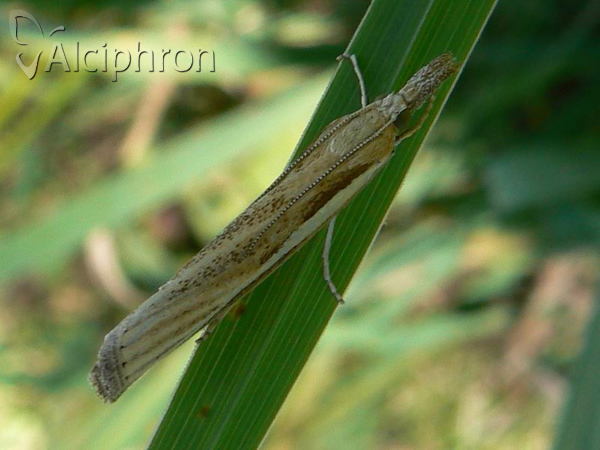 Agriphila tristella