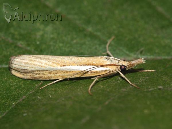 Agriphila tristella