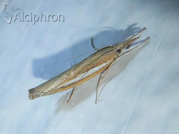 Agriphila tristella