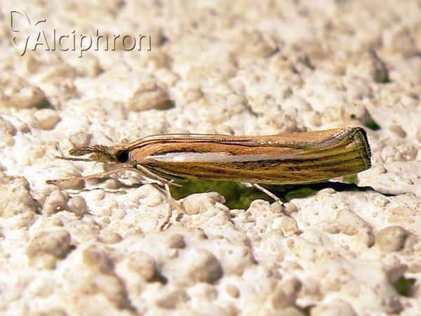 Agriphila tristella