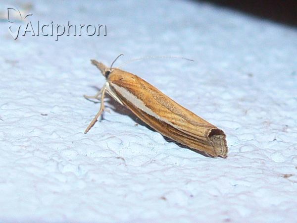 Agriphila tristella