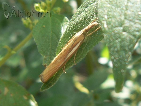Agriphila tristella