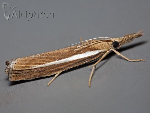 Agriphila tristella