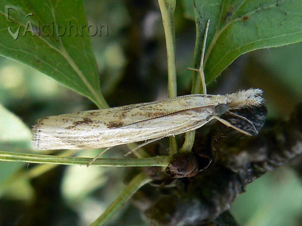 Agriphila inquinatella