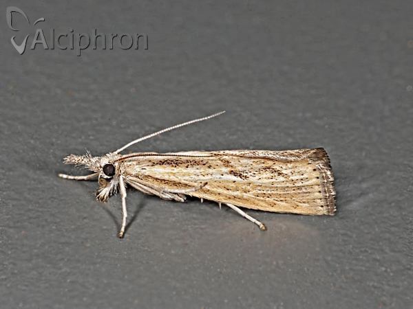 Agriphila inquinatella