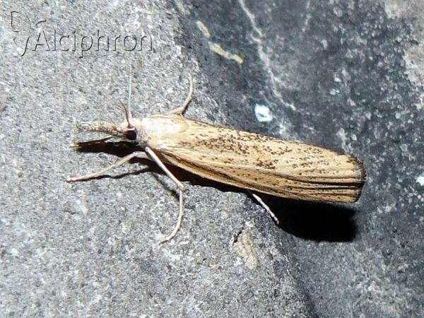 Agriphila inquinatella