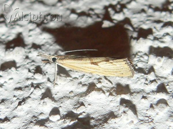 Agriphila inquinatella
